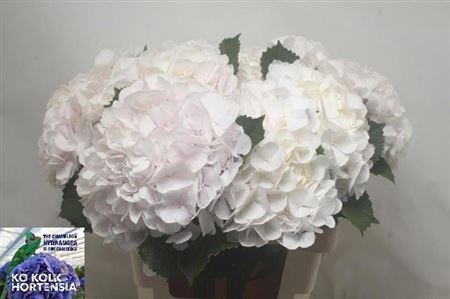 Hydrangea Sweet Verena 60cm 18-20cm Hd