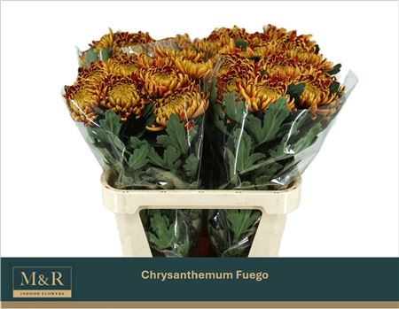 Chrysanth Single Fuego 80cm 80gr.