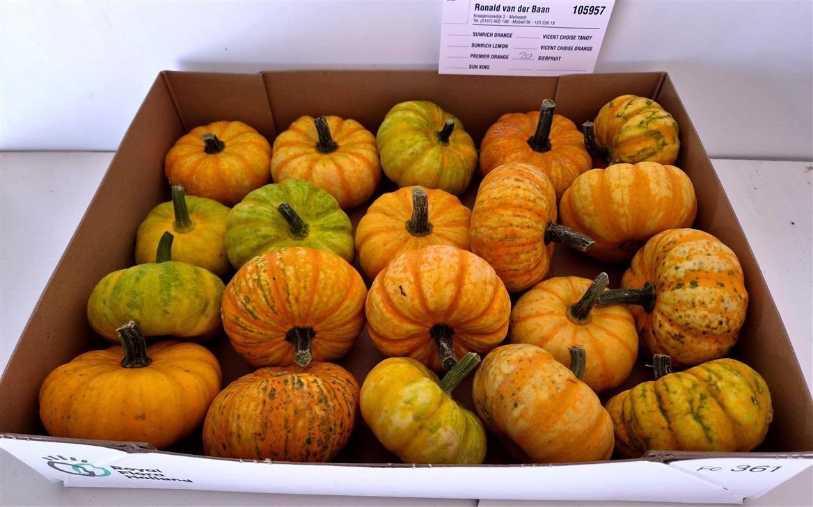 Cucurbita Pepo Jack Be Little