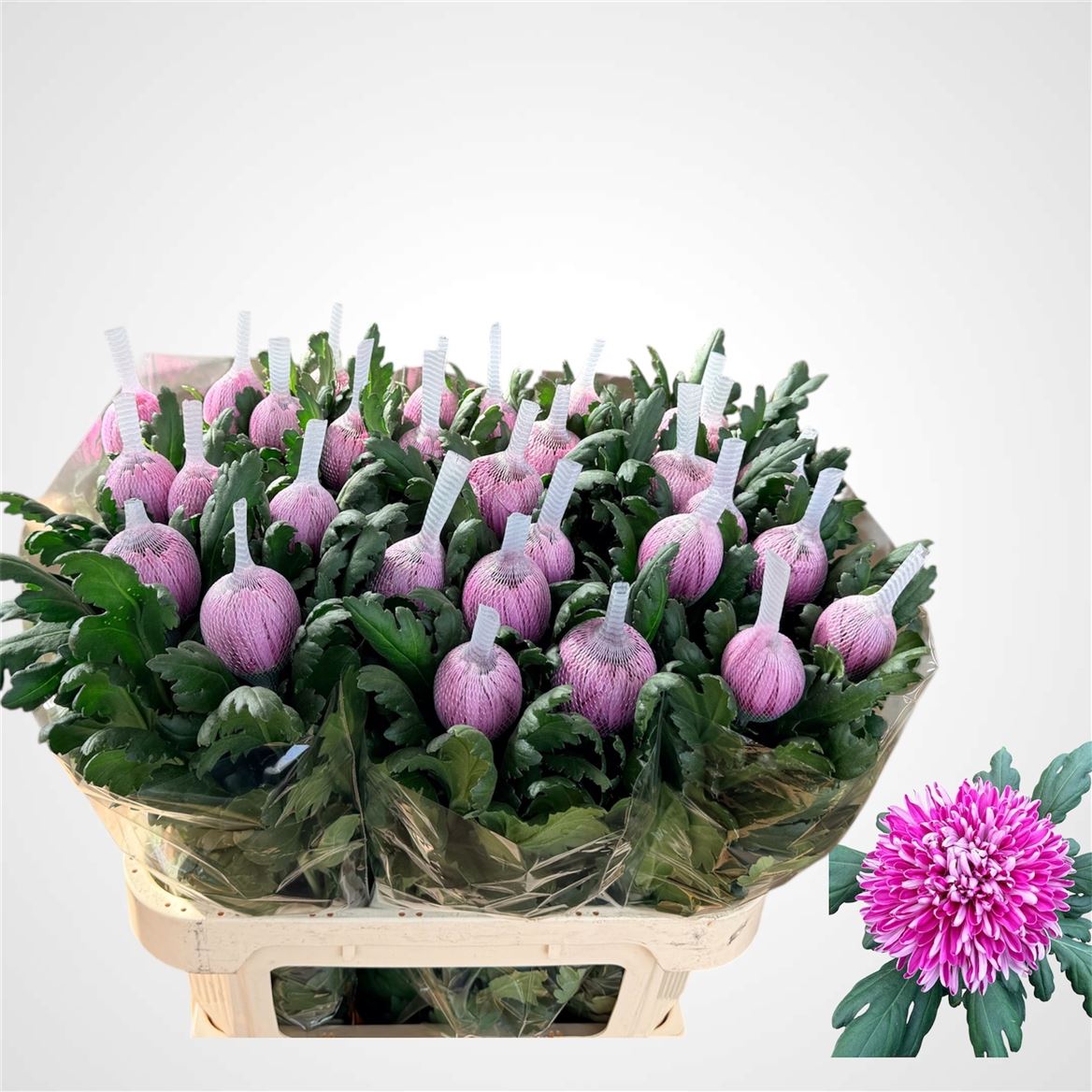 Chrysanth Single Hornbill Dark 80cm 145gr.