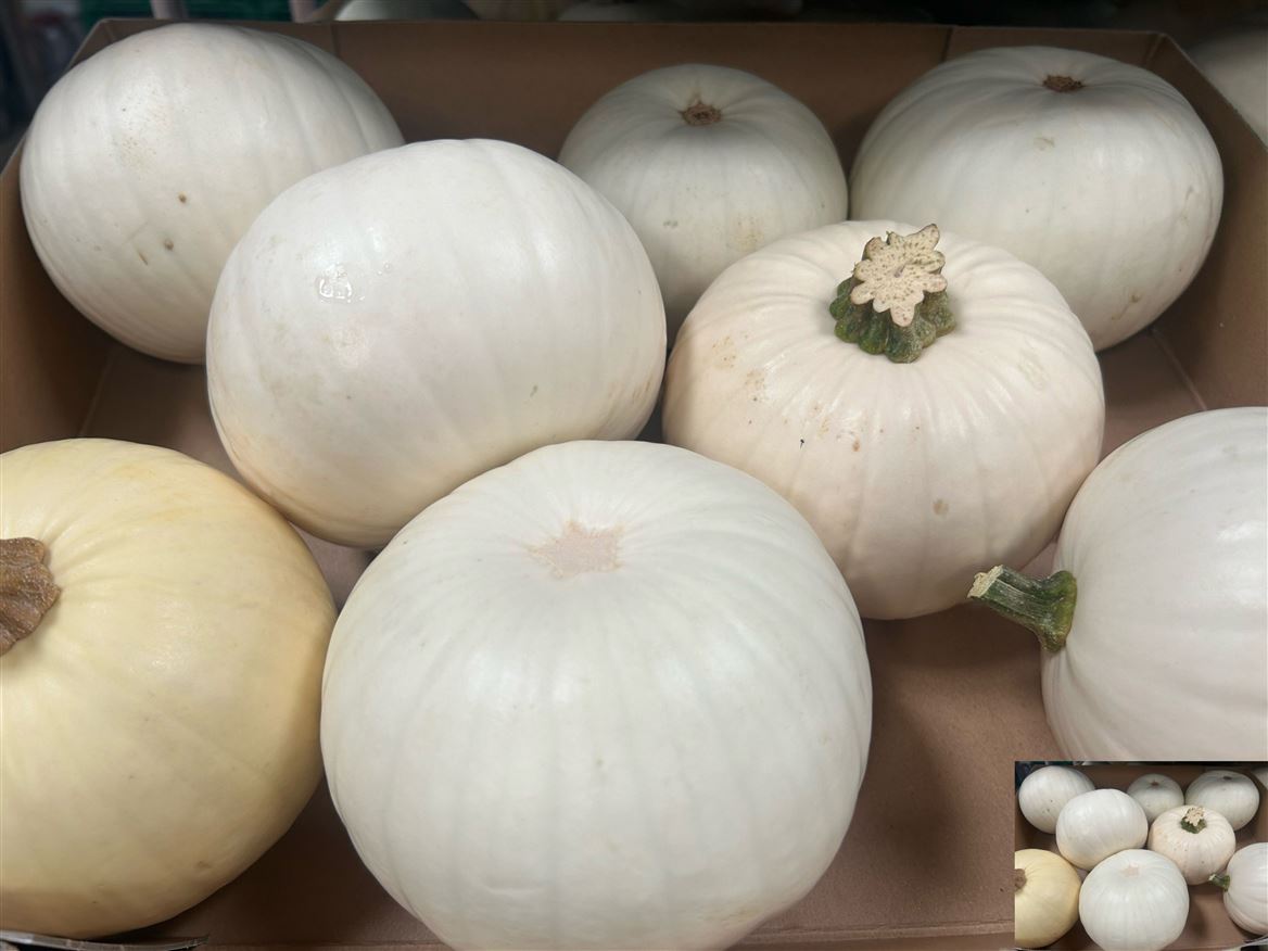 Cucurbita Maxima Halloween 24cm