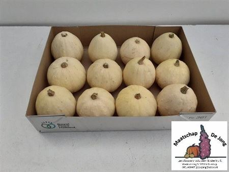 Cucurbita Pepo Baby Boo 8cm