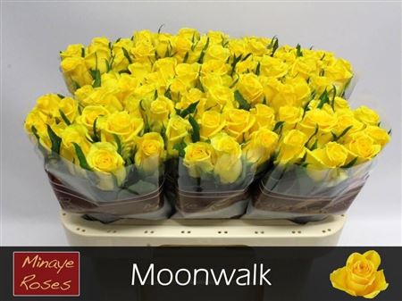 Rosa Moonwalk 60cm