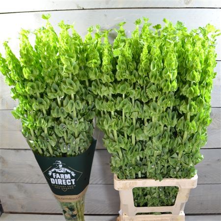 Moluccella 90cm