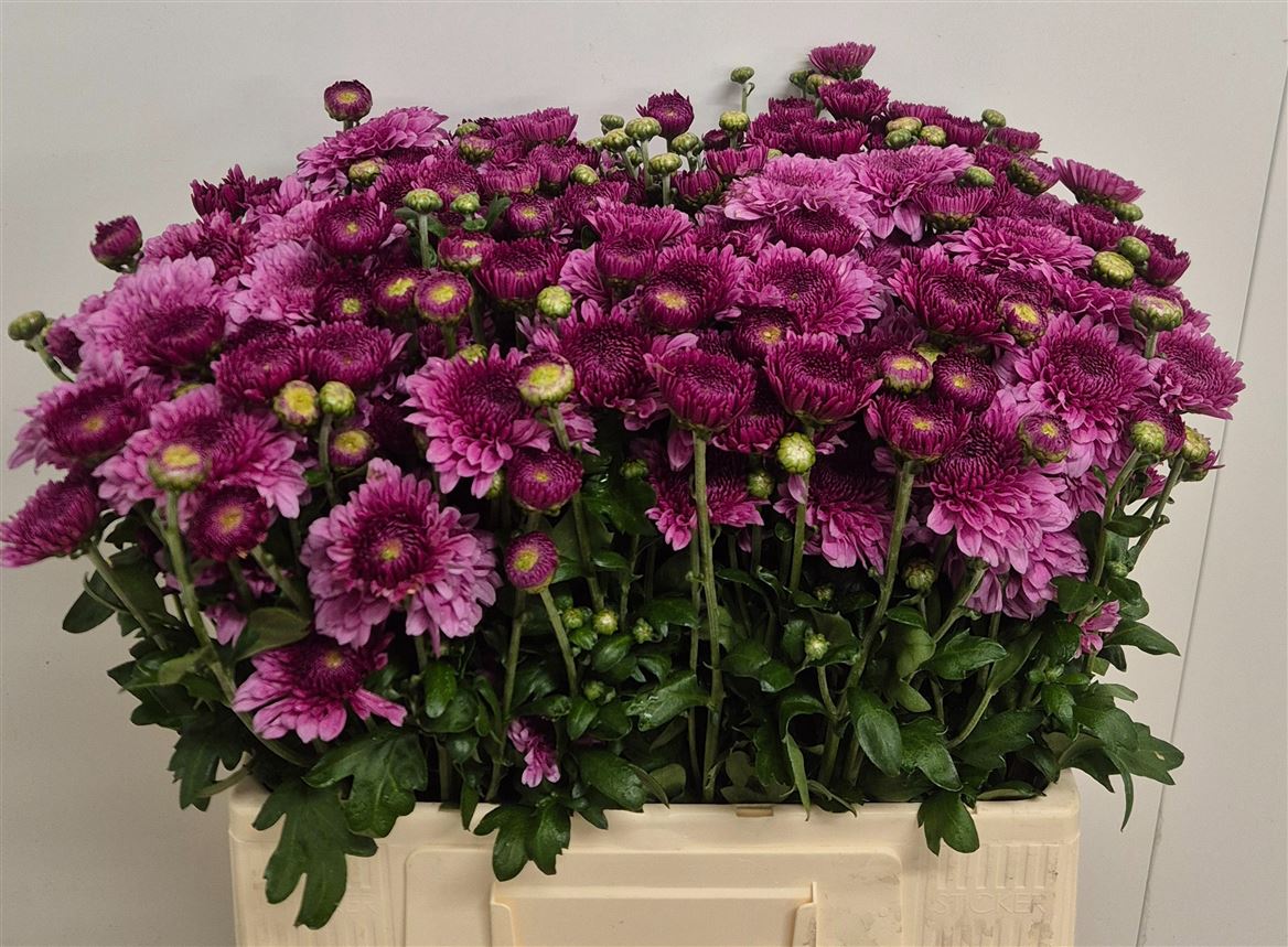 Chrysanth Spray Linda 60cm 50gr.