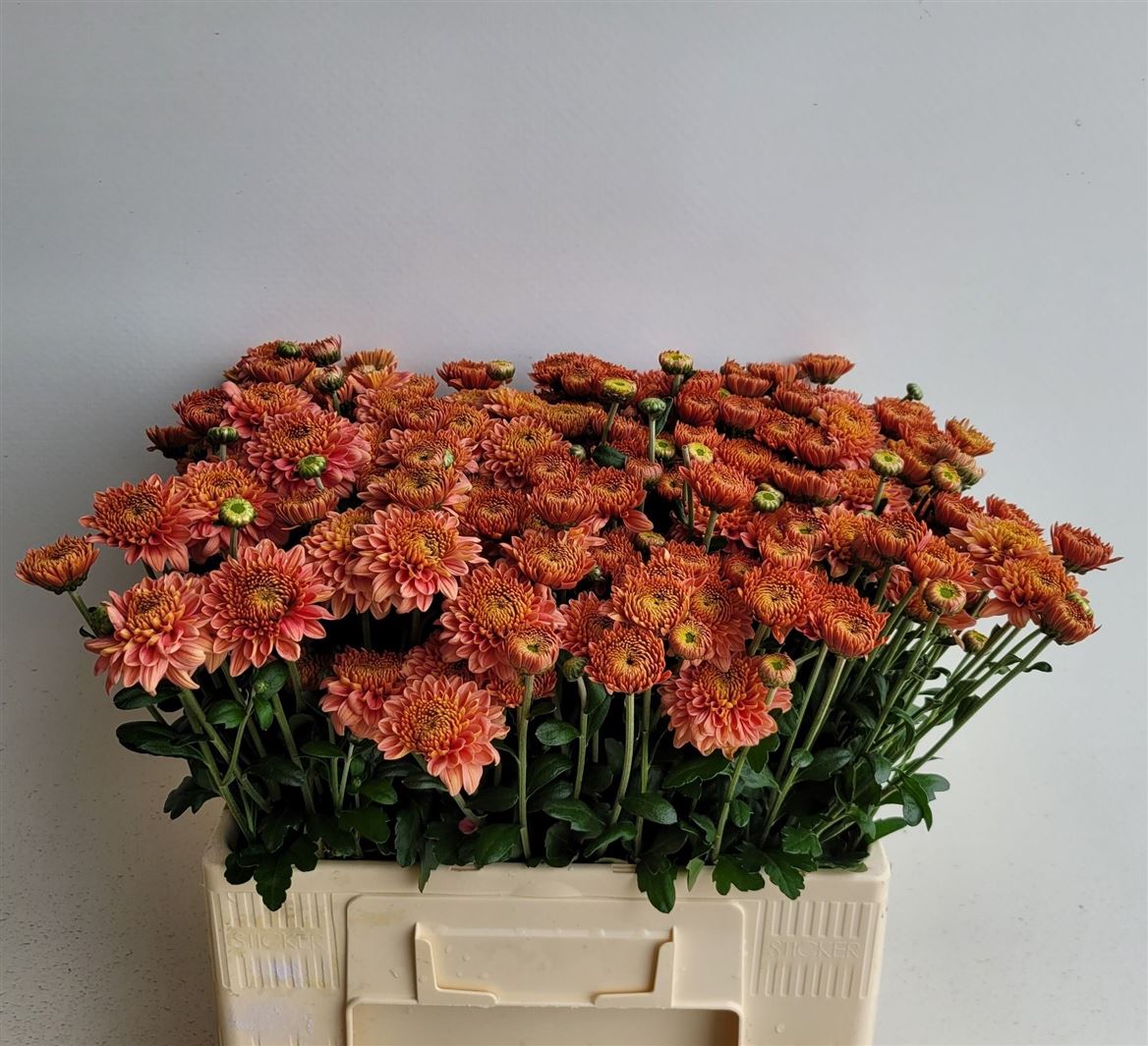 Chrysanth Spray Blenda Salmon 55cm 60gr.