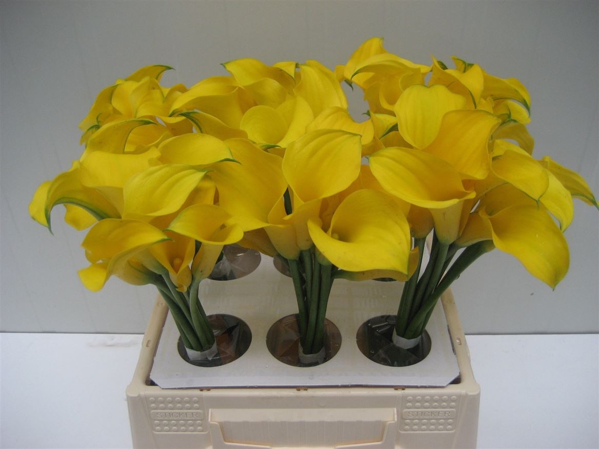 Zantedeschia Gold Medal 40cm