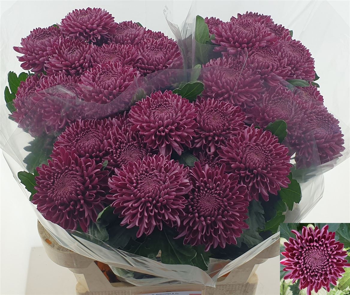 Chrysanth Single Bigoudi Purple 75cm 105gr.