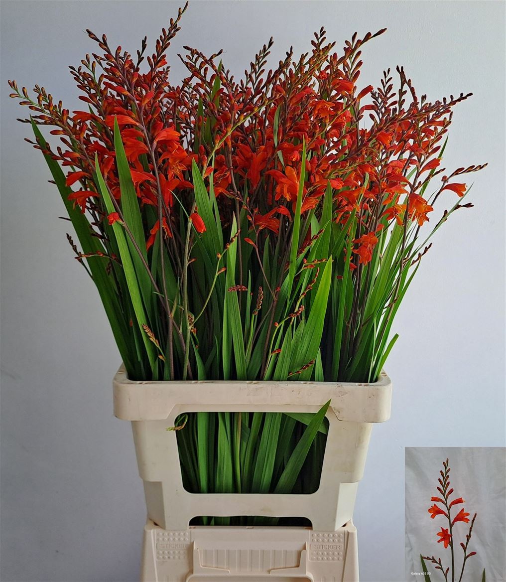 Crocosmia Red King 75cm