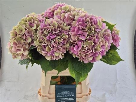 Hydrangea Trendy Classic 90cm 19-21cm Hd