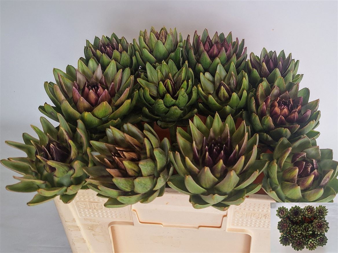 Cynara Green Globe 50cm