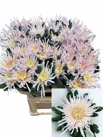 Chrysanth Single Spider Spivio 80cm 110gr.