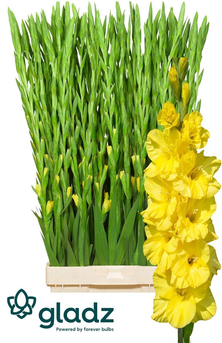 Gladiolus Bananarama 120cm 180gram