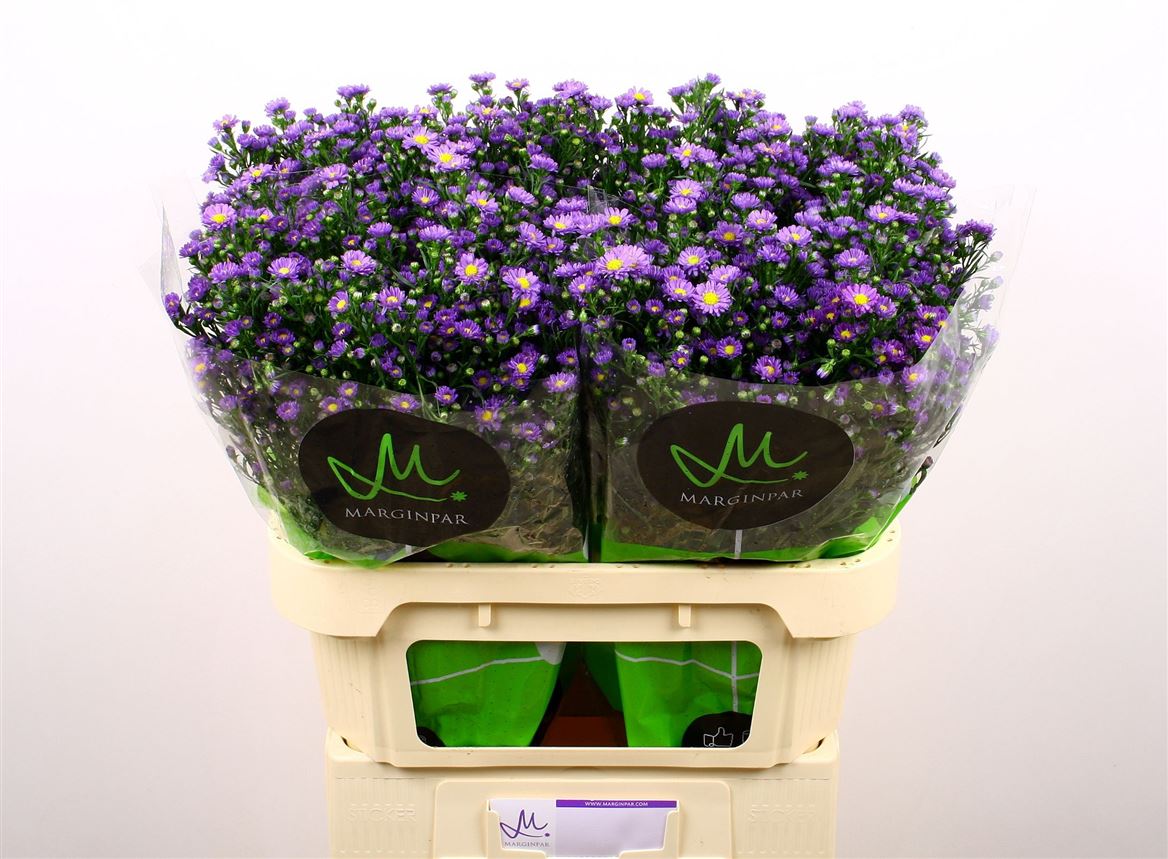 Aster Teeny Tiny Blue 80cm 30gr.