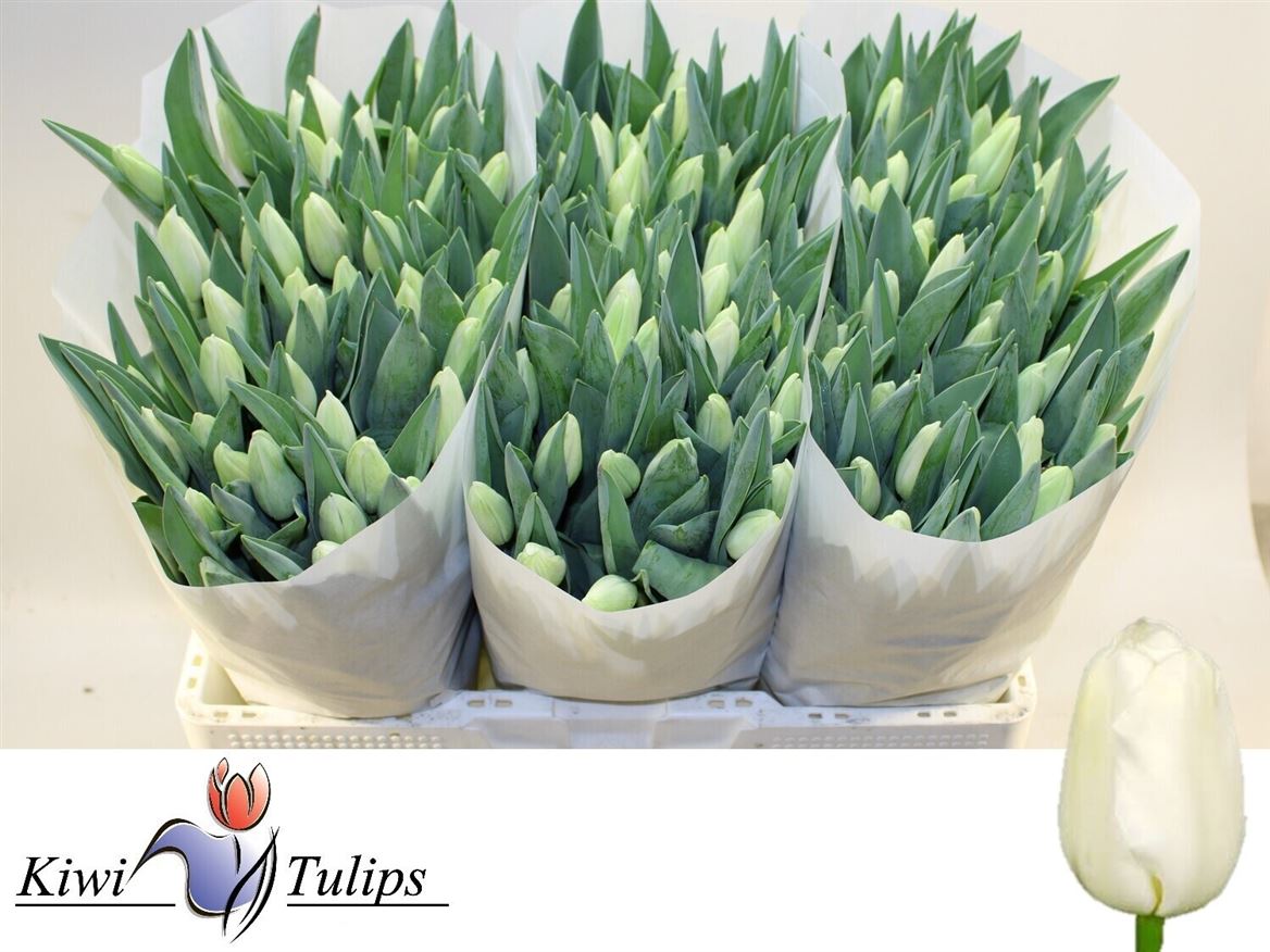 Tulip Single Snowboard 40cm 35gr.