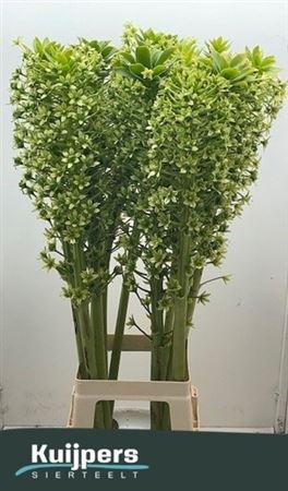 Eucomis Pole-Evansii Goliath 100cm