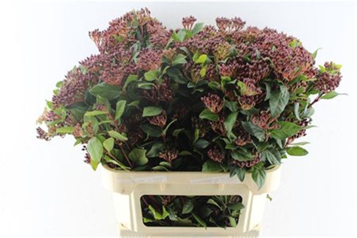 Viburnum Tinus Red Spirit 80cm
