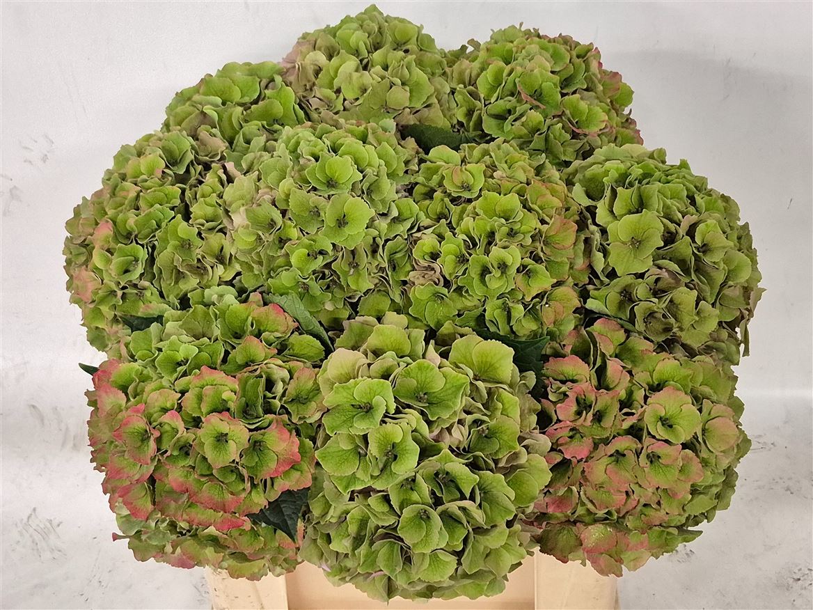 Hydrangea Royal Palace Classic 50cm 17-19cm Hd