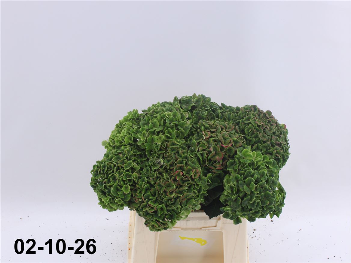 Hydrangea Coral Classic 40cm 14-16cm Hd