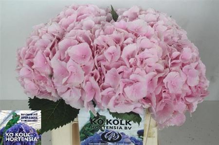 Hydrangea Verena 40cm 16-18cm Hd