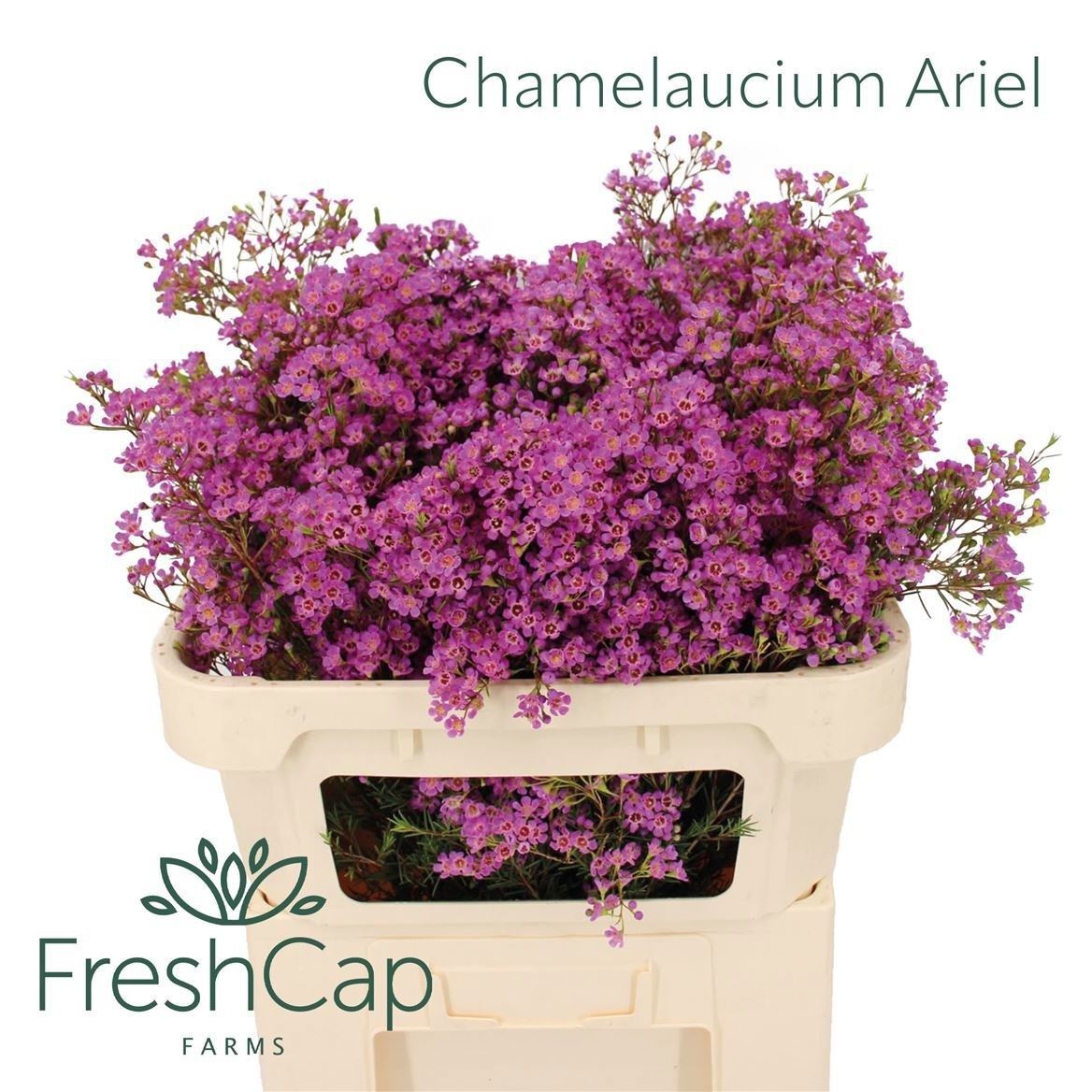 Chamelaucium Ariel 70cm 60gr.