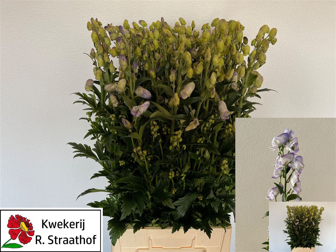 Aconitum Carmichaellii Cloudy 90cm