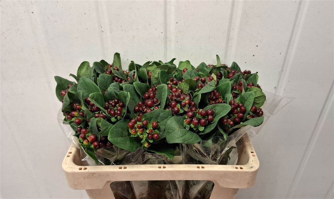 Hypericum Globo Burgundy 50cm