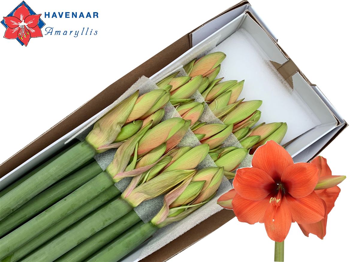 Hippeastrum Horizon 75cm