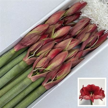 Hippeastrum Maestro 80cm
