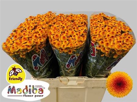 Chrysanth Santini Madiba Lambo Sunrise 55cm