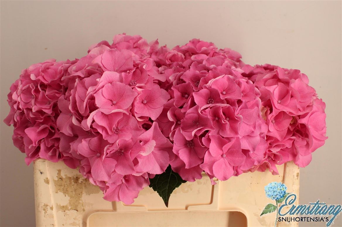 Hydrangea Royal Breeze 50cm 15-17cm Hd
