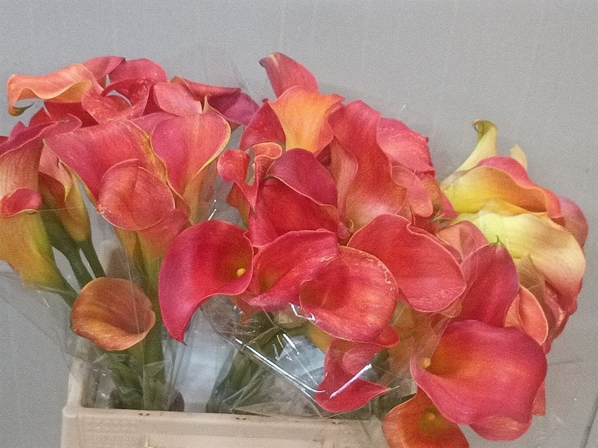 Zantedeschia Merengue 40cm
