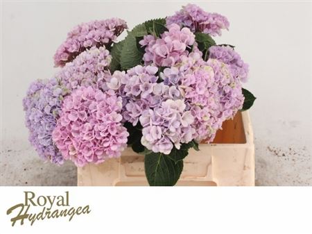Hydrangea Revolution Pink 40cm 11-13cm Hd