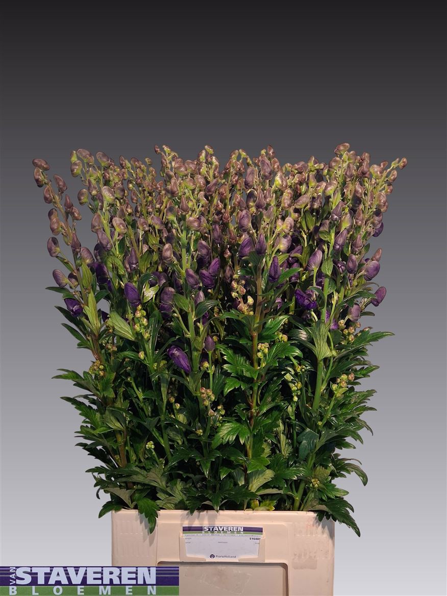 Aconitum Carmichaelii Arendsii 90cm