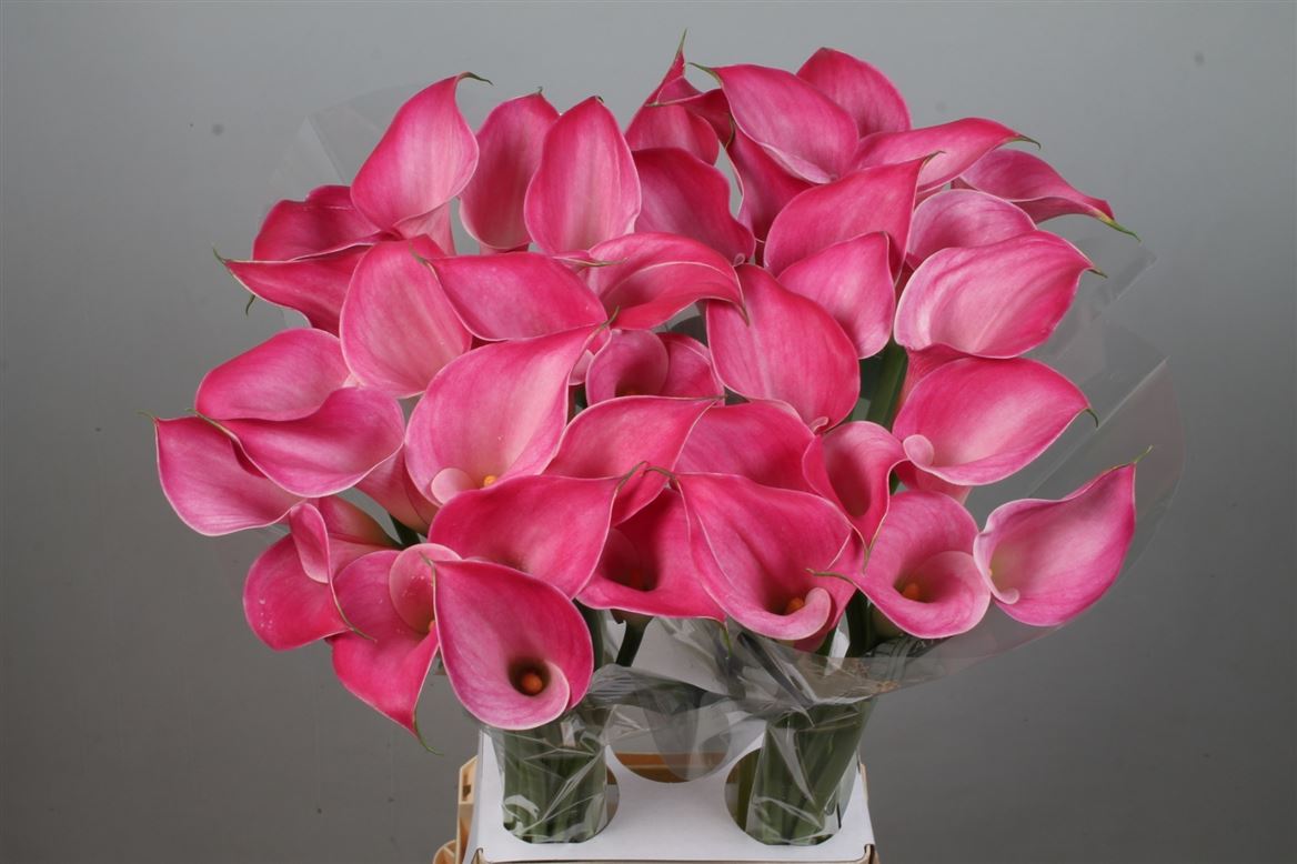 Zantedeschia Pink Jewel 80cm
