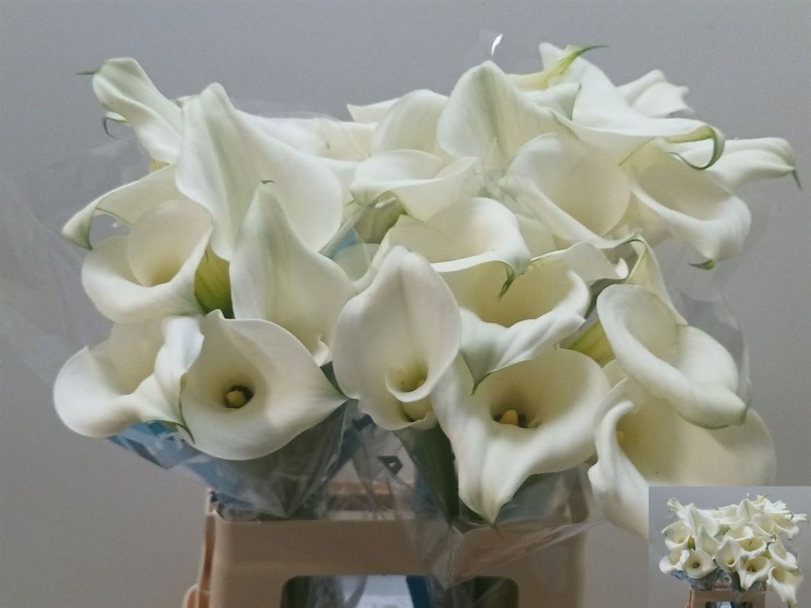 Zantedeschia Pure Art 60cm
