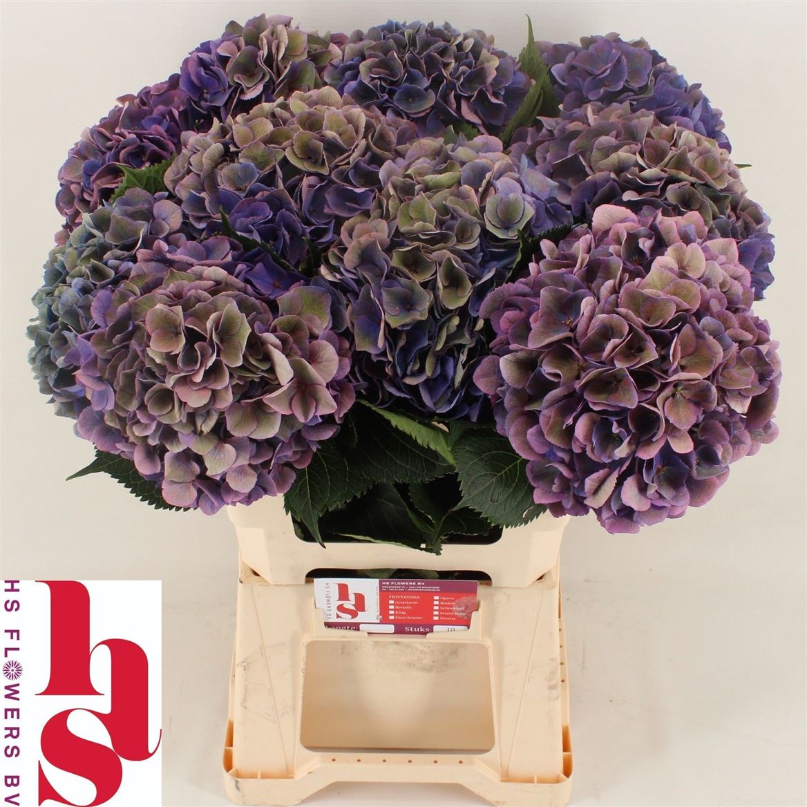 Hydrangea Royal Opera Classic 60cm 16-18cm Hd