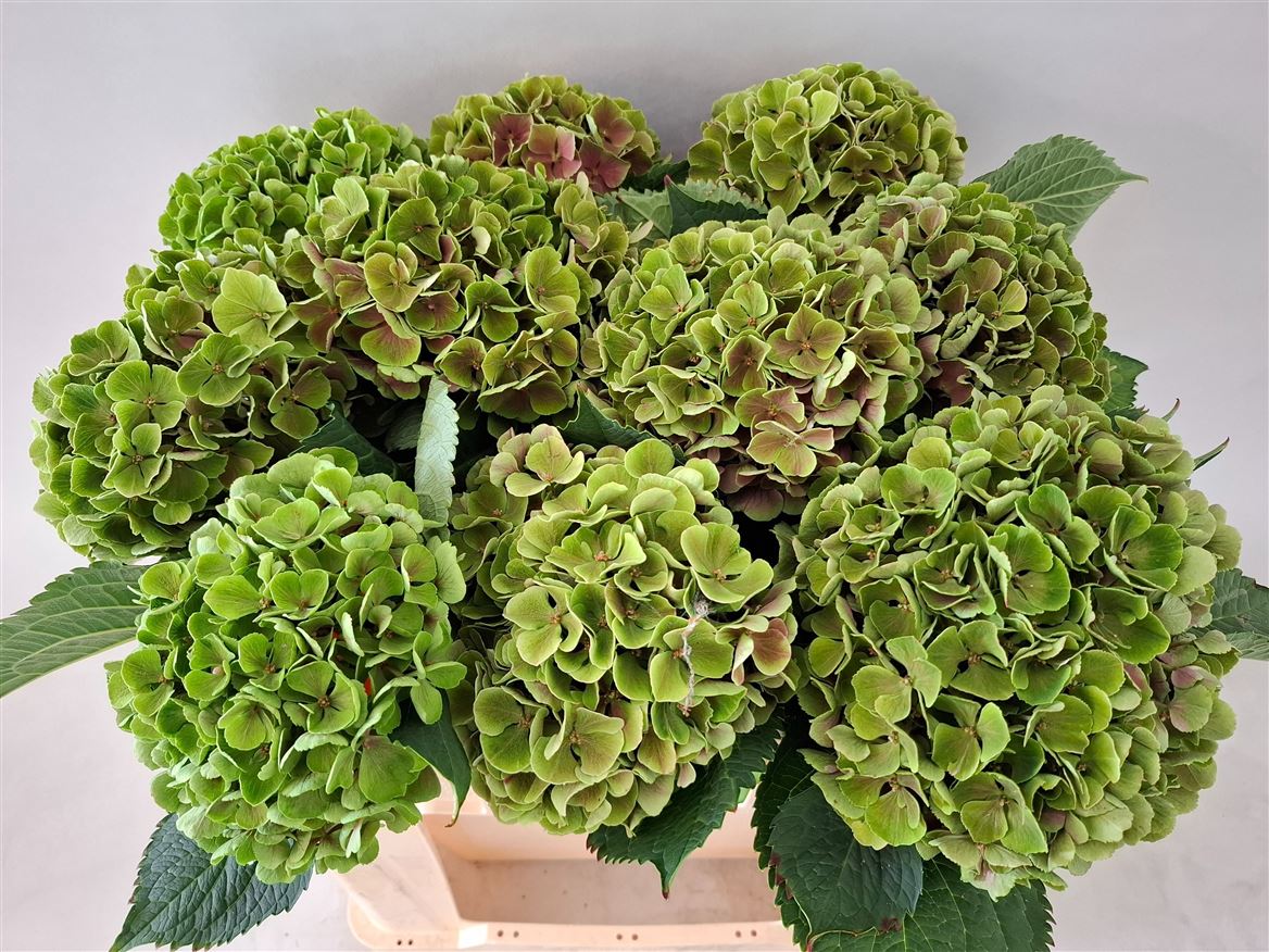 Hydrangea My Beautiful Rio Classic 50cm 15-17cm Hd