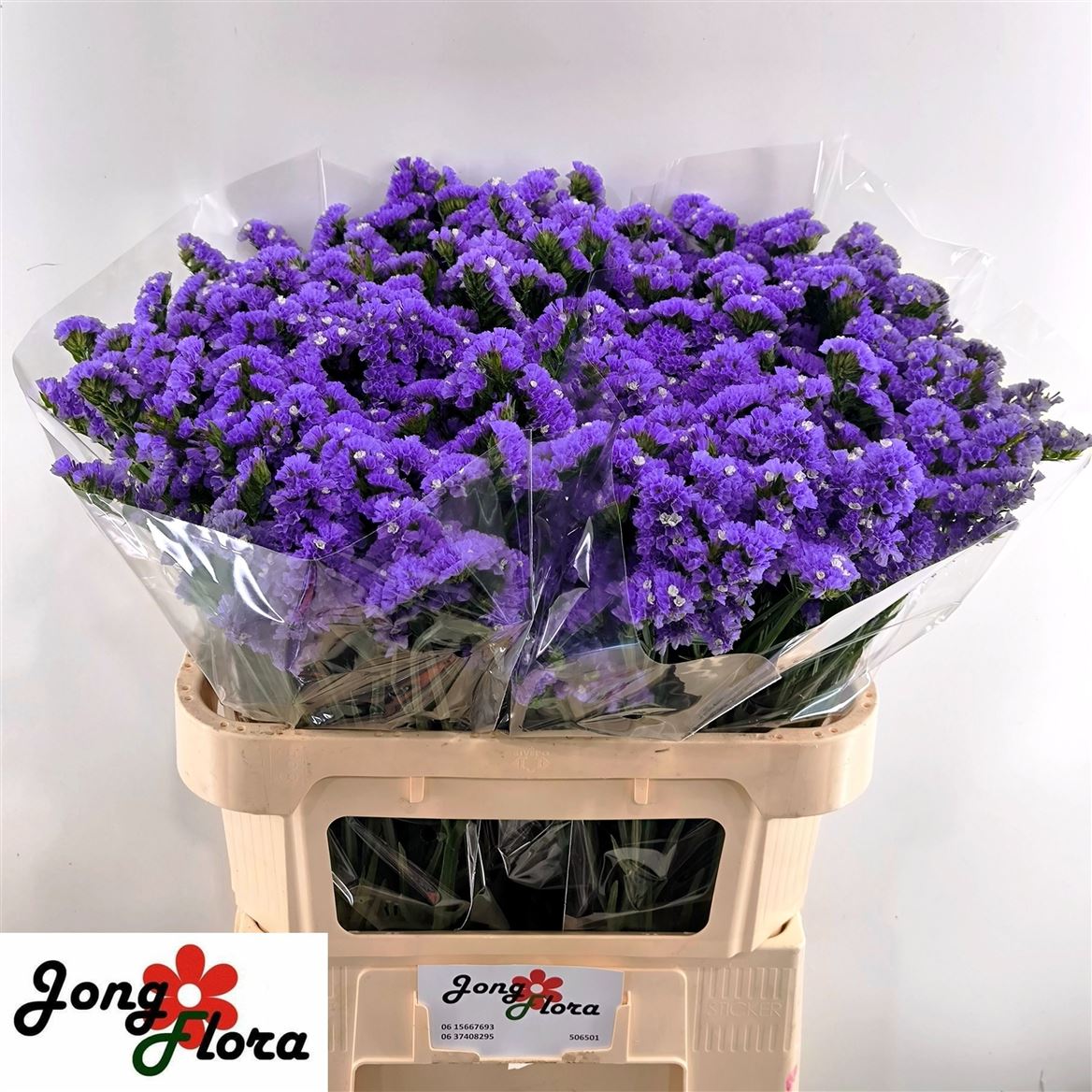 Limonium Sinuatum Pippa Wings 75cm 55gr.