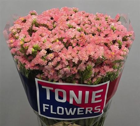 Limonium Sinuatum Peach Wings 70cm 35gr.