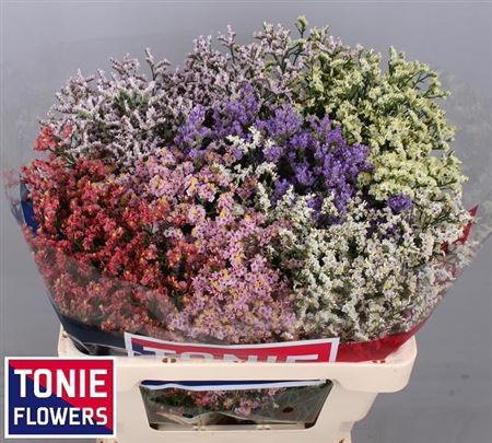 Limonium Sinense Diamond Mix 55cm 20gr.