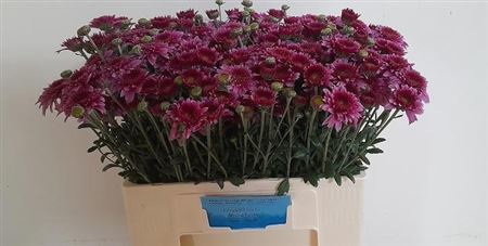 Chrysanth Spray Beppie Purper 55cm 50gr.