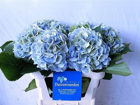 Hydrangea Verena Blue Classic 80cm 20-22cm Hd