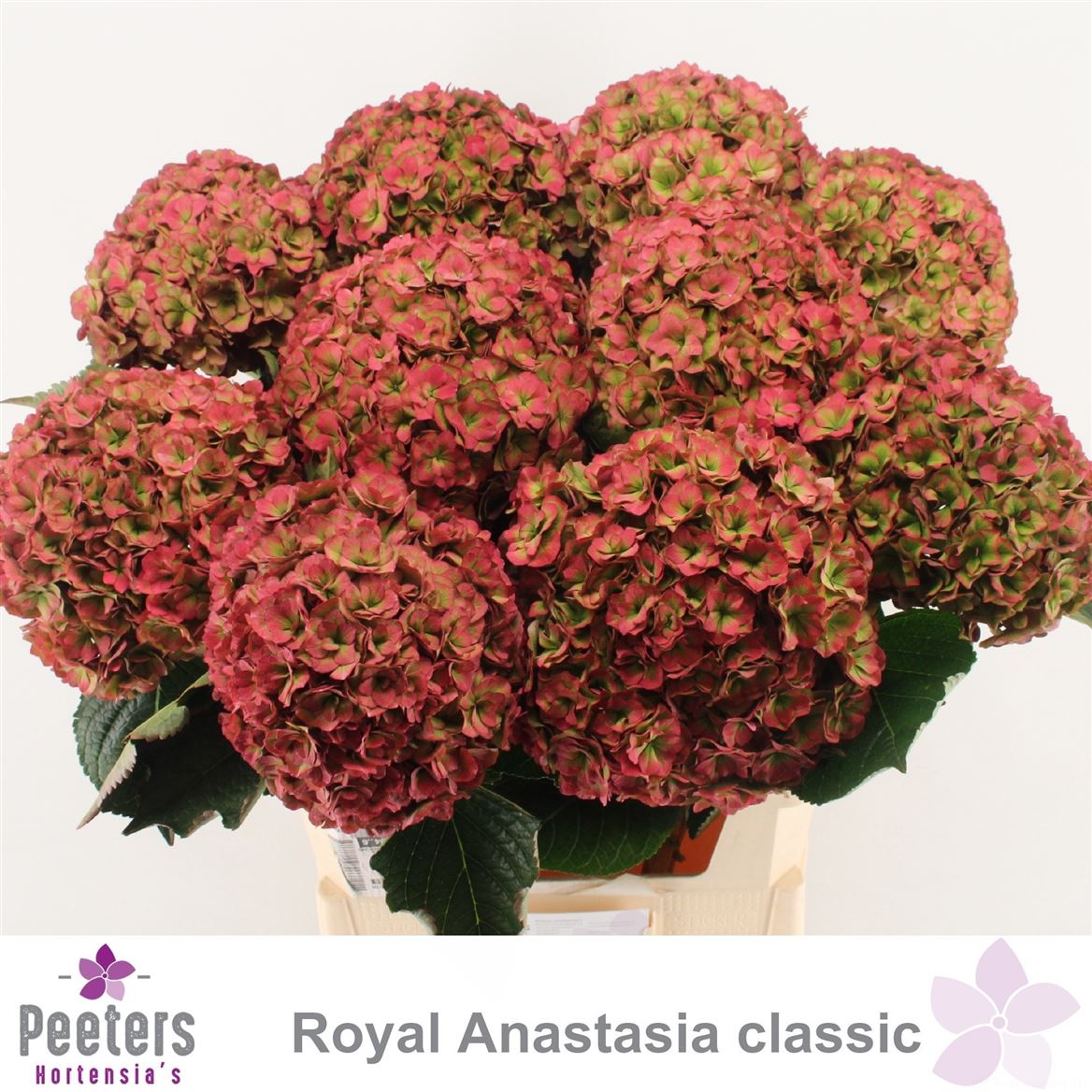 Hydrangea Royal Anastasia Classic 80cm 18-20cm Hd