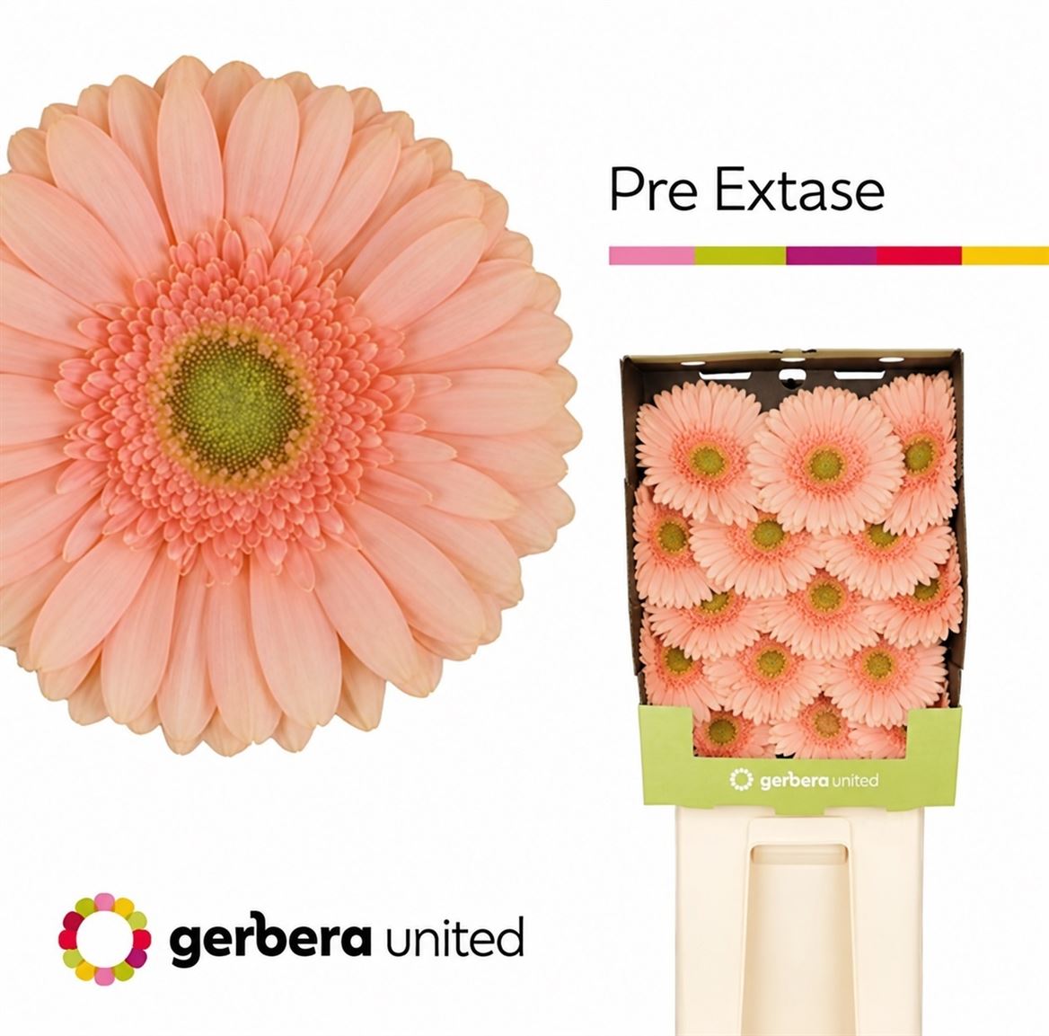 Gerbera Pre-extase 50cm 10Ø