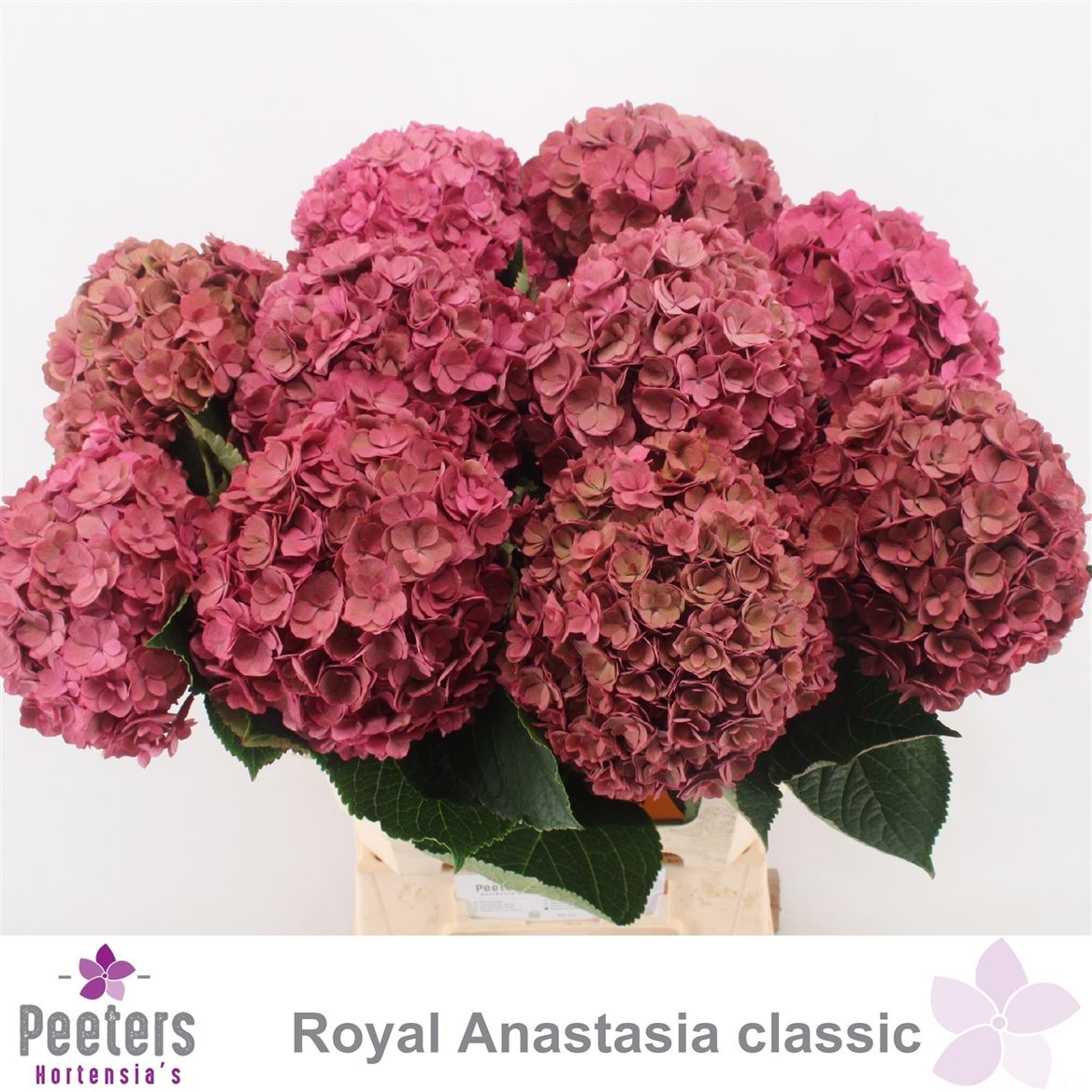 Hydrangea Royal Anastasia Classic 60cm 13-15cm Hd