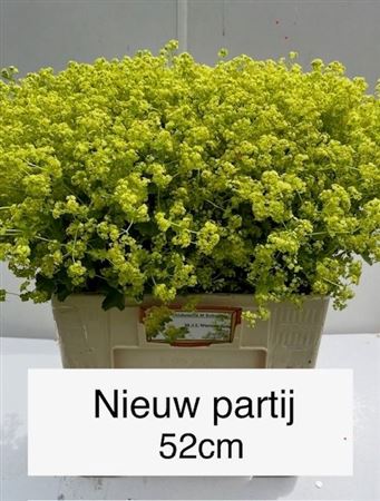 Alchemilla Mollis Robustica 52cm