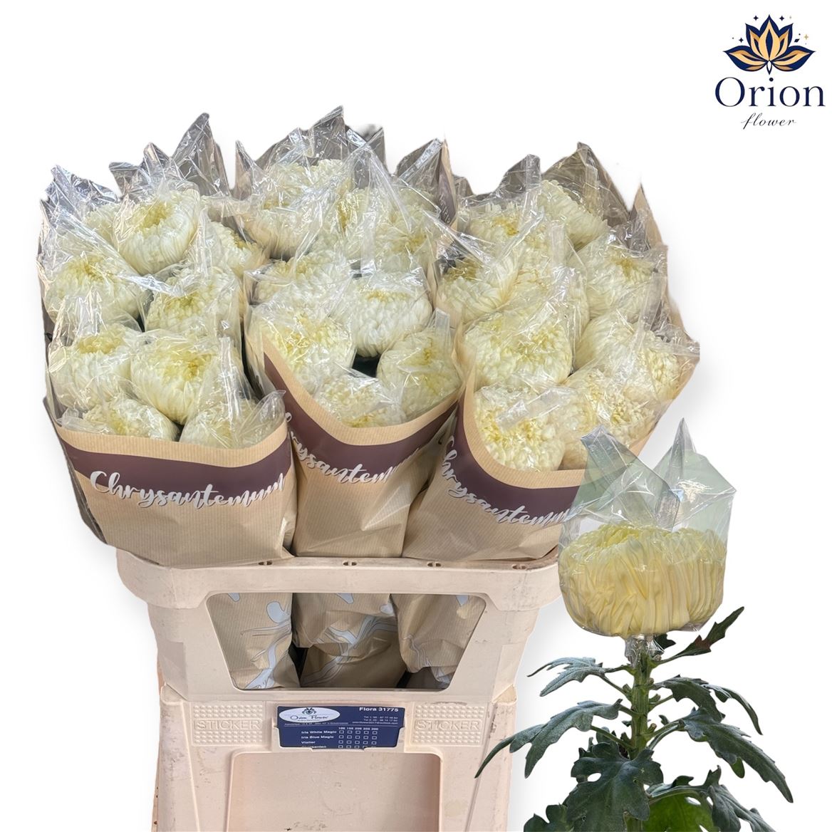 Chrysanth Single Fred Shoesmith 80cm 160gr.