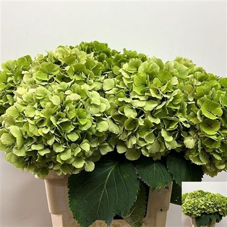 Hydrangea Verena Classic 60cm 20-22cm Hd