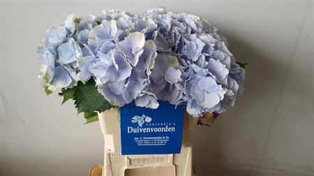 Hydrangea Verena Blue 60cm 15-17cm Hd